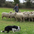 Championnat de France de chiens de Troupeau