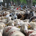 Transhumance à Eyguières