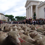 Transhumance à Saint Remy de Provence