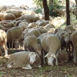 Transhumance à Montauroux
