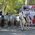 Les 40 ans de la Foire aux chevaux de Fourques