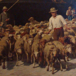 Moutons et Bergers