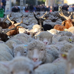 Le pastoralisme