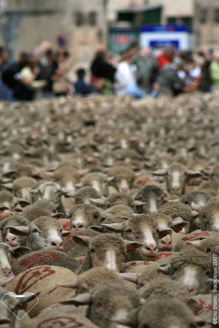 Transhumance